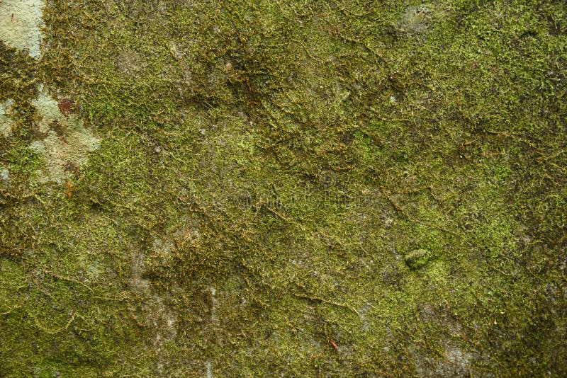 Achtergronden en texturen stock fotografie