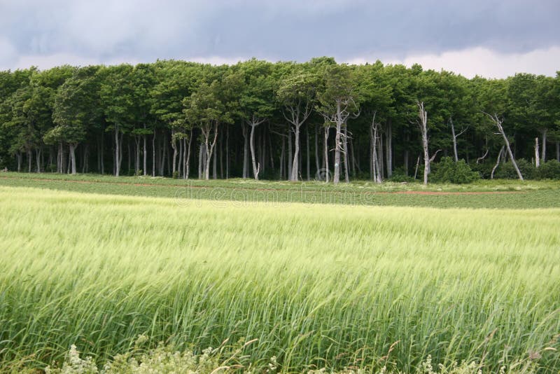 An eerie forest across a field of grain and under stormy clouds. An eerie forest across a field of grain and under stormy clouds.