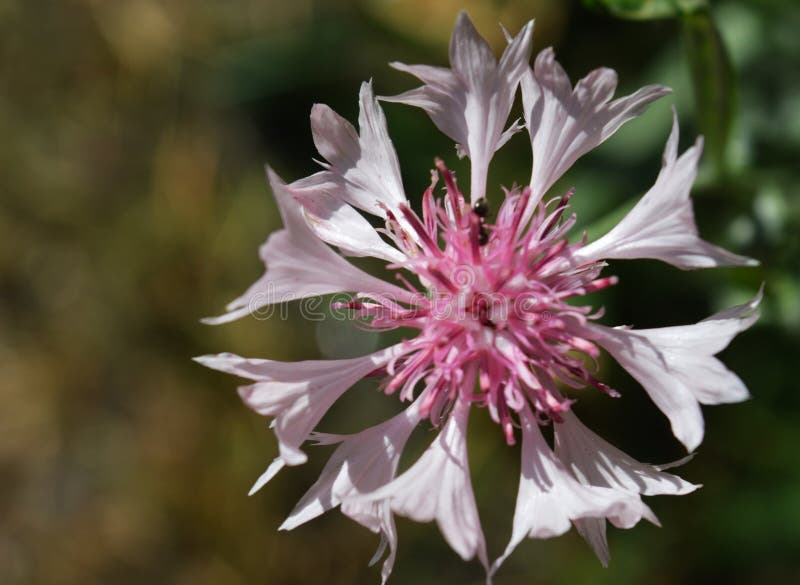 Aciano hermoso por mañana del verano Foto macra de la flor fotos de archivo libres de regalías Aciano hermoso por mañana del verano Foto macra de la flor fotos de archivo libres de regalías