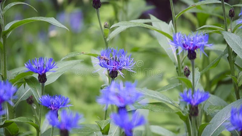 Acianos azules con el bokeh, fondo floral de la naturaleza