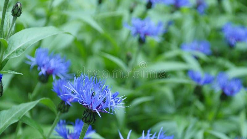 Acianos azules con el bokeh, fondo floral de la naturaleza