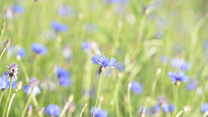 Acianos azules que crecen en el campo agrícola plantado