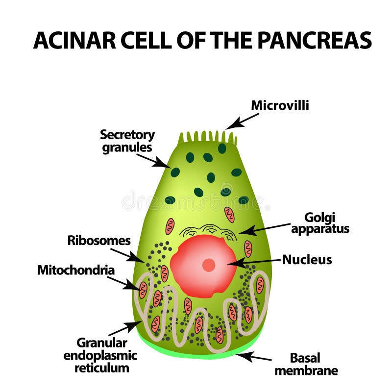 Pancreatic Cell Structure