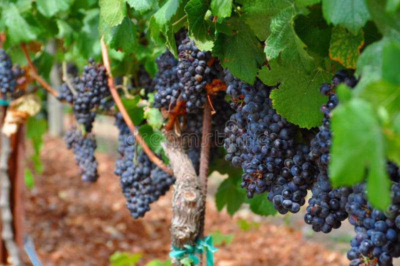 Acini d'uva da Napa Valley, California immagine stock libera da diritti Acini d'uva da Napa Valley, California immagine stock libera da diritti