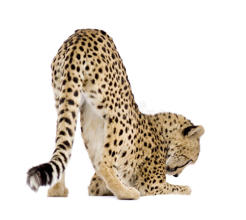acinonyxcheetahjubatus royaltyfria bilder acinonyxcheetahjubatus royaltyfria bilder