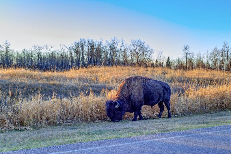 Aclara el bisonte en el borde de la carretera, parque nacional de la isla de los alces imagen de archivo Aclara el bisonte en el borde de la carretera, parque nacional de la isla de los alces imagen de archivo