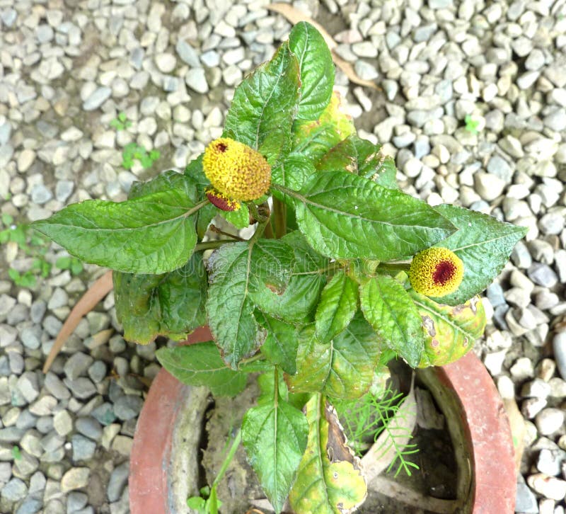 Acmella oleracea, tandvärkväxt, Paracress royaltyfri fotografi Acmella oleracea, tandvärkväxt, Paracress royaltyfri fotografi