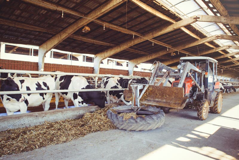 Acobarde el concepto de la granja de la agricultura, de la agricultura y del ganado - una manada de las vacas que utilizan el hen foto de archivo libre de regalías Acobarde el concepto de la granja de la agricultura, de la agricultura y del ganado - una manada de las vacas que utilizan el hen foto de archivo libre de regalías
