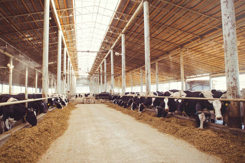 Acobarde el concepto de la granja de agricultura, la agricultura y el ganado - una manada de las vacas que utilizan el heno en un imágenes de archivo libres de regalías Acobarde el concepto de la granja de agricultura, la agricultura y el ganado - una manada de las vacas que utilizan el heno en un imágenes de archivo libres de regalías