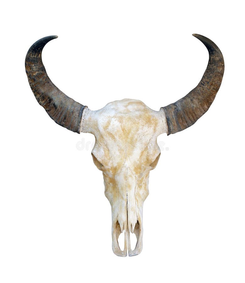 Acobarde el cráneo, cráneo principal de la vaca con los cuernos aislados en el fondo blanco, cuerno del cráneo imagen de archivo Acobarde el cráneo, cráneo principal de la vaca con los cuernos aislados en el fondo blanco, cuerno del cráneo imagen de archivo