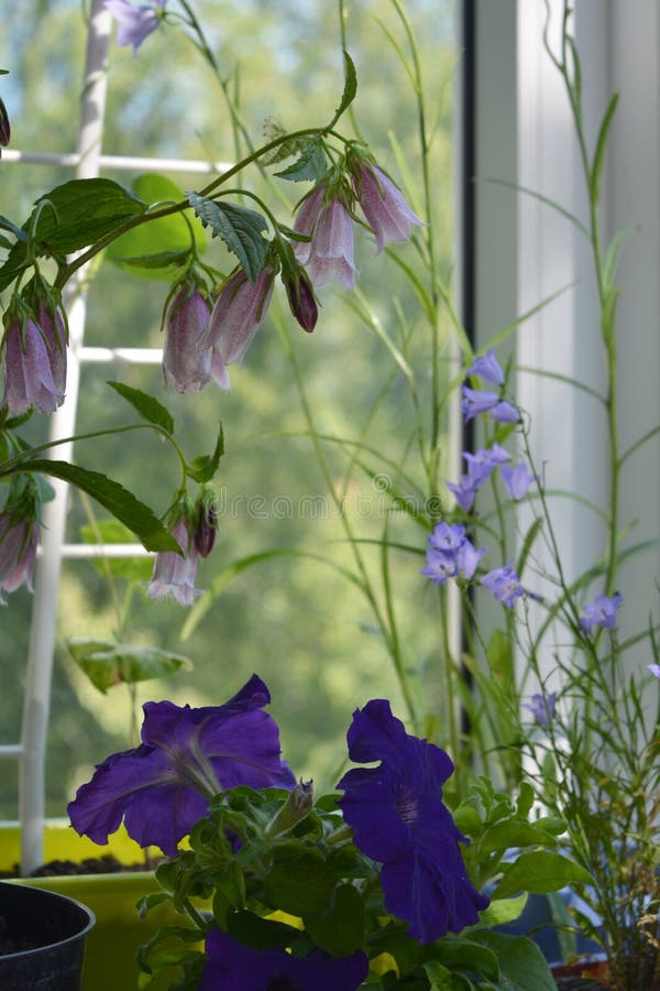 Cozy little garden on the balcony. Pink flowers of campanula punctata, violet bellflower and purple petunia. Potted plants near the window. Cozy little garden on the balcony. Pink flowers of campanula punctata, violet bellflower and purple petunia. Potted plants near the window.
