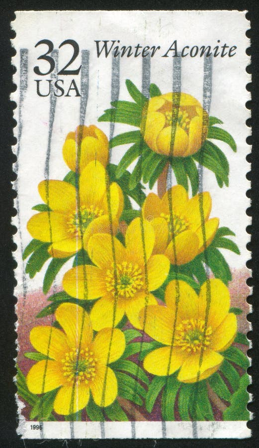 UNITED STATES - CIRCA 1996: stamp printed by United states, shows Winter Aconite, circa 1996. UNITED STATES - CIRCA 1996: stamp printed by United states, shows Winter Aconite, circa 1996