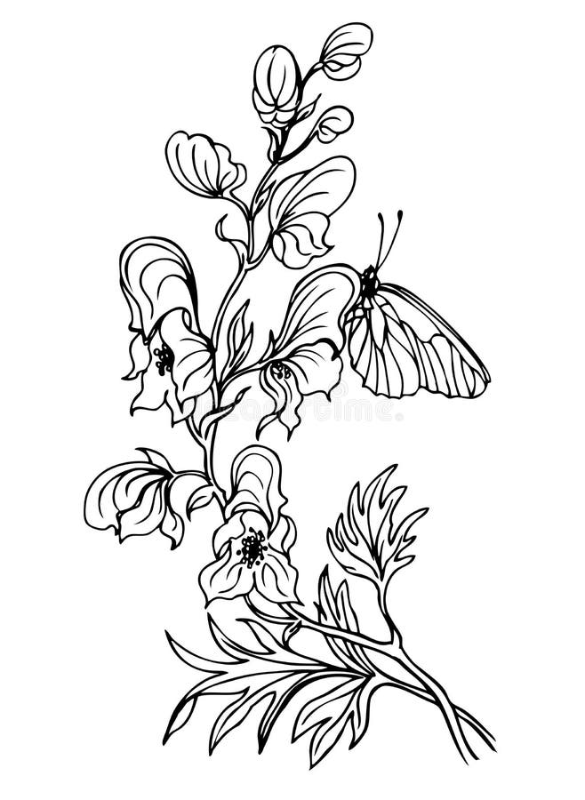 Aconite flower monkshood and butterflies, a contour black and white vector illustration, coloring page. Aconite flower monkshood and butterflies, a contour black and white vector illustration, coloring page