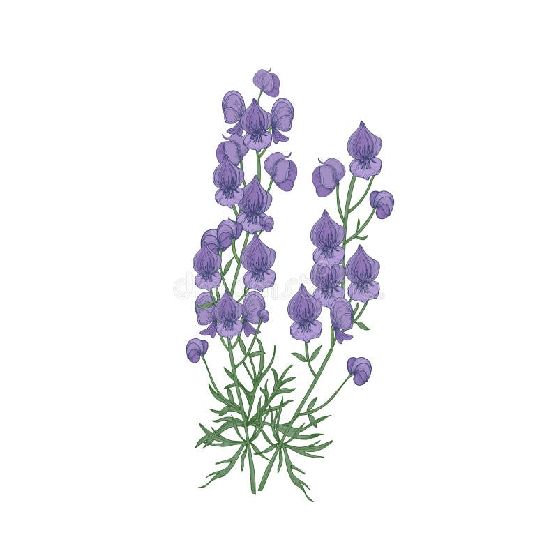 Tender aconite or monkshood flowers and leaves hand drawn on white background. Detailed drawing of flowering herbaceous plant or wild meadow herb. Botanical vector illustration in antique style. Tender aconite or monkshood flowers and leaves hand drawn on white background. Detailed drawing of flowering herbaceous plant or wild meadow herb. Botanical vector illustration in antique style
