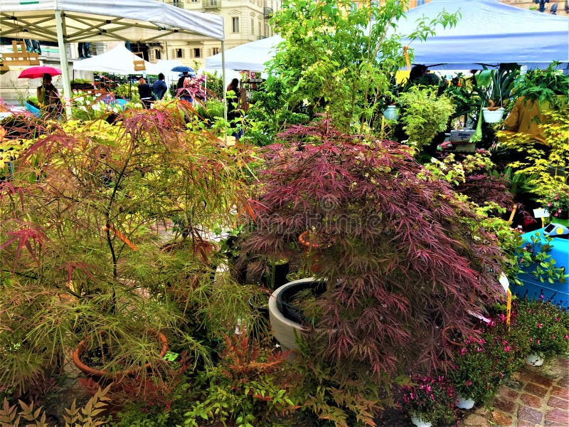 Acontecimiento de FLOR en la ciudad de Tur?n, Italia Plantas, colores, belleza y primavera imagen de archivo Acontecimiento de FLOR en la ciudad de Tur?n, Italia Plantas, colores, belleza y primavera imagen de archivo