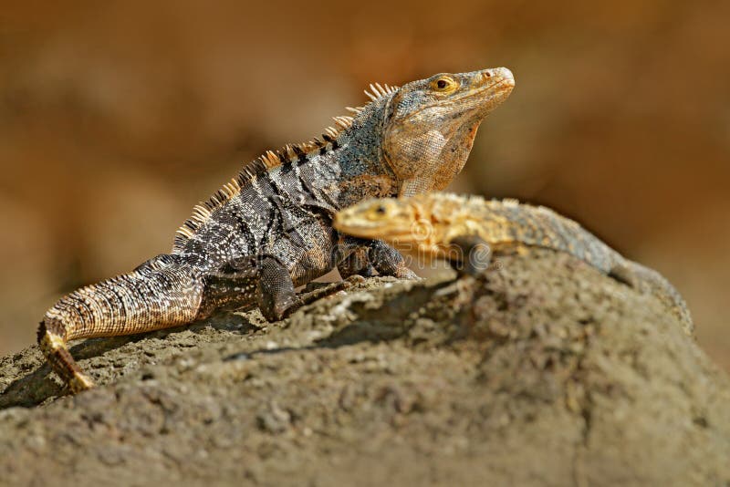 Acoplamento do lagarto Pares de répteis, iguana preta, similis de Ctenosaura, assento fêmea masculino na pedra preta, par de igua fotografia de stock royalty free Acoplamento do lagarto Pares de répteis, iguana preta, similis de Ctenosaura, assento fêmea masculino na pedra preta, par de igua fotografia de stock royalty free