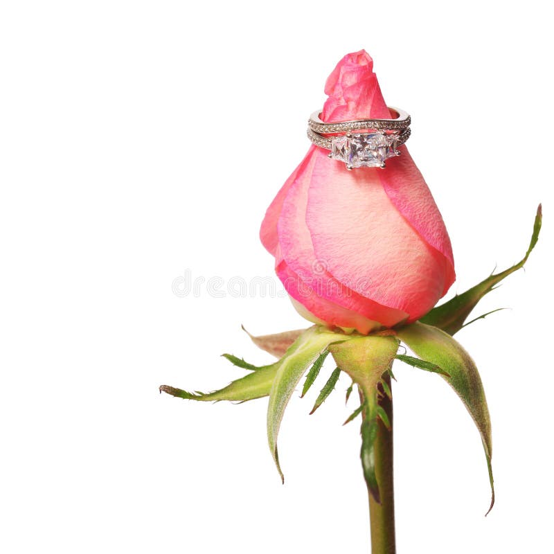 Acoplamento e alianças de casamento no botão da rosa do rosa isolado imagem de stock Acoplamento e alianças de casamento no botão da rosa do rosa isolado imagem de stock
