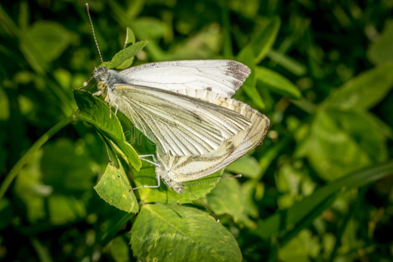 Acoplamiento blanco de dos mariposas fotografía de archivo libre de regalías Acoplamiento blanco de dos mariposas fotografía de archivo libre de regalías