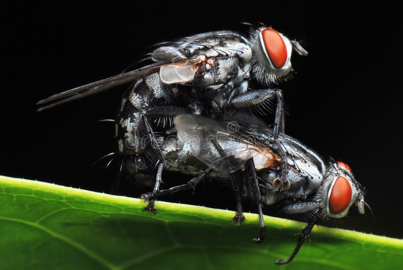 A side view macro shot taken off a housefly mating. A side view macro shot taken off a housefly mating.