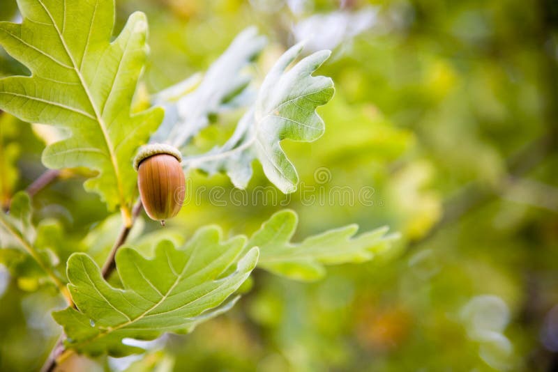 Albero di quercia con acorn all'inizio dell'autunno.