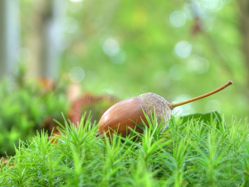 acorns stock price acorns stock price