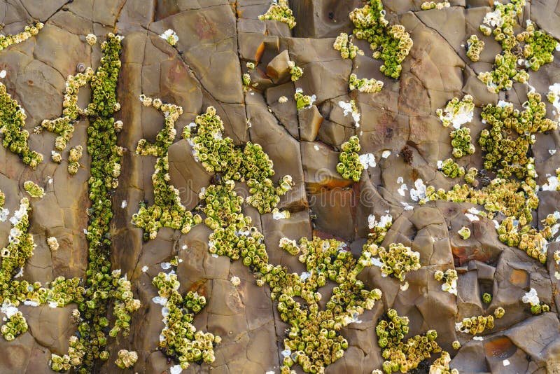 Barnacles Shells Attached To Rock in a Pattern Stock Photo Biology Diagrams