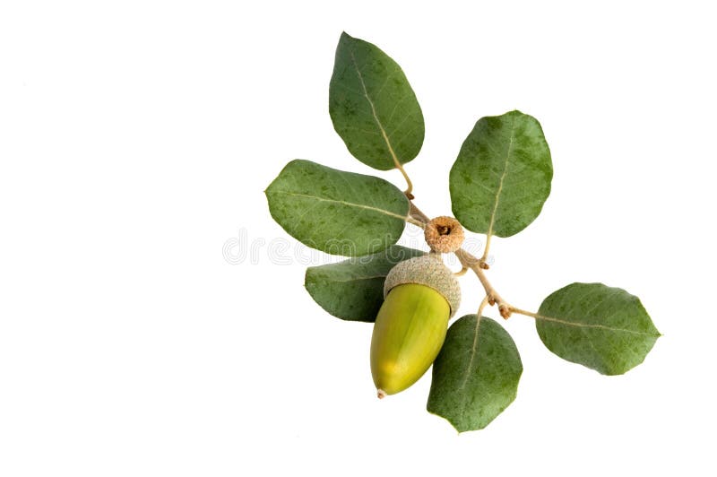 Acorn and Holly Oak leaves.