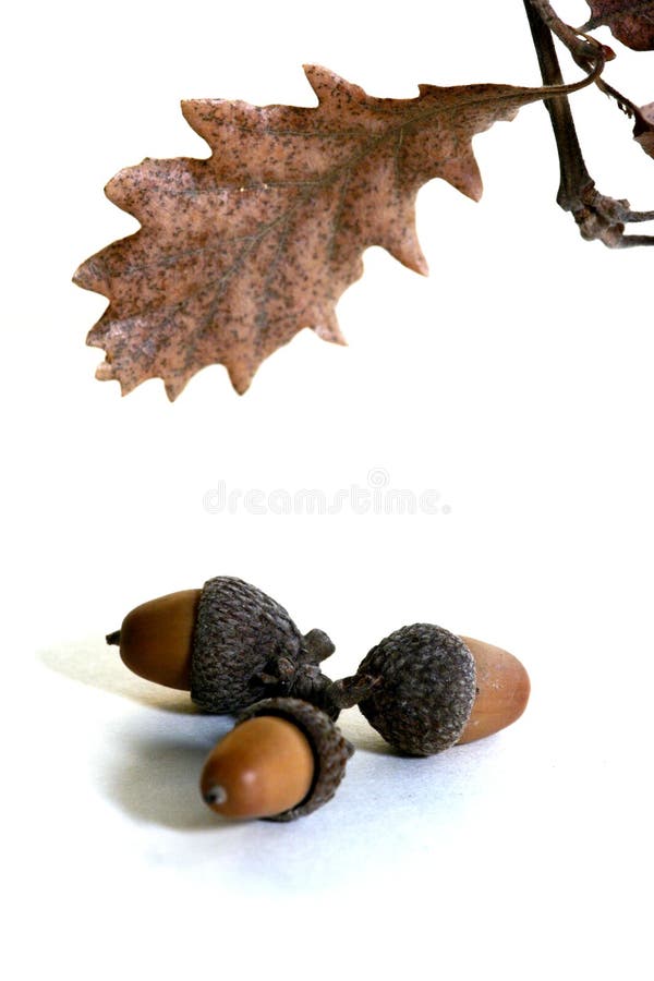 Acorn isolated