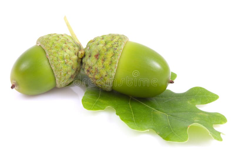 Acorn with a leaf