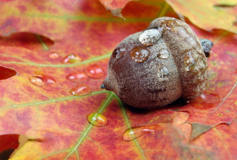 Acorn In Oak Forest. Close Up. Forest After Rain.