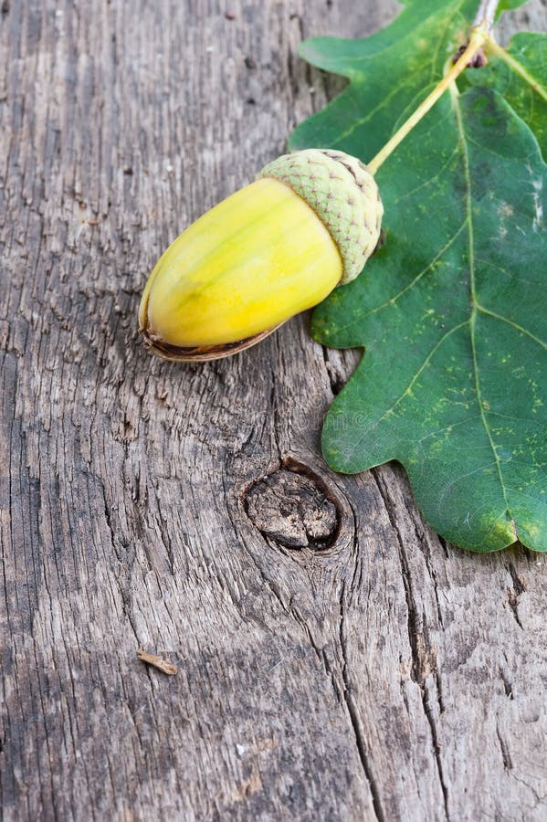 acorn and oak leaf tags acorn and oak leaf tags