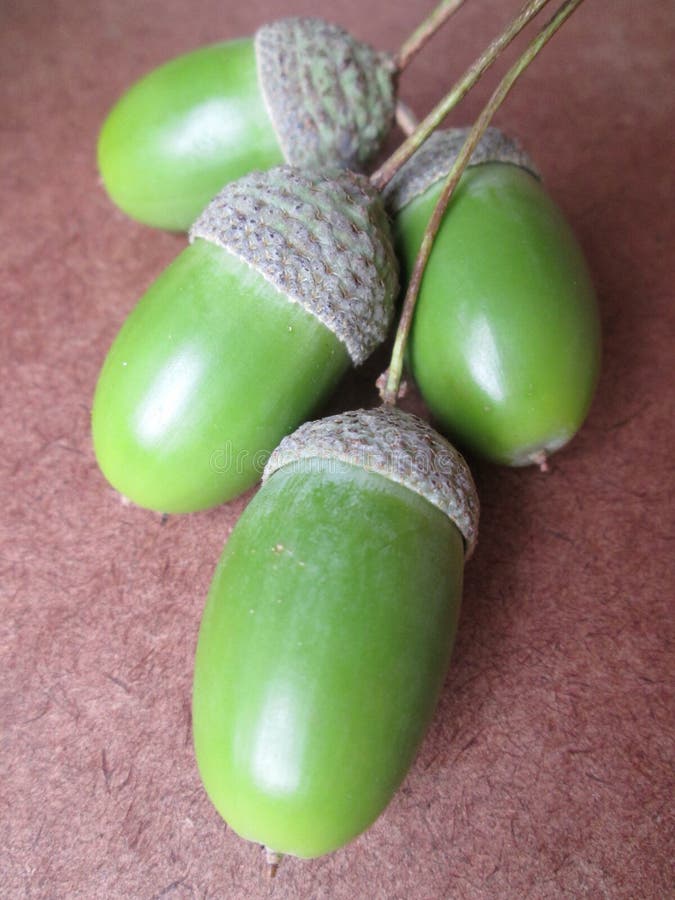 Acorn Seeds. stock image. Image of forest, pods, plants 64959439