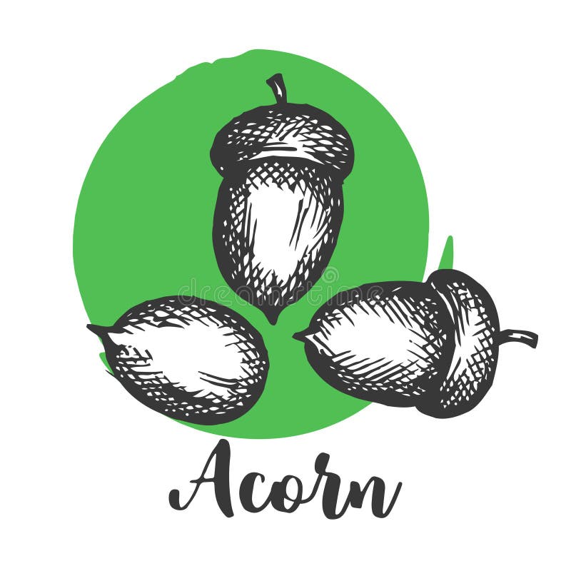 Acorn setch style Hand drawn vector illustrations Autumn elements . Design elements for invitations, greeting cards royalty free illustration Acorn setch style Hand drawn vector illustrations Autumn elements . Design elements for invitations, greeting cards royalty free illustration