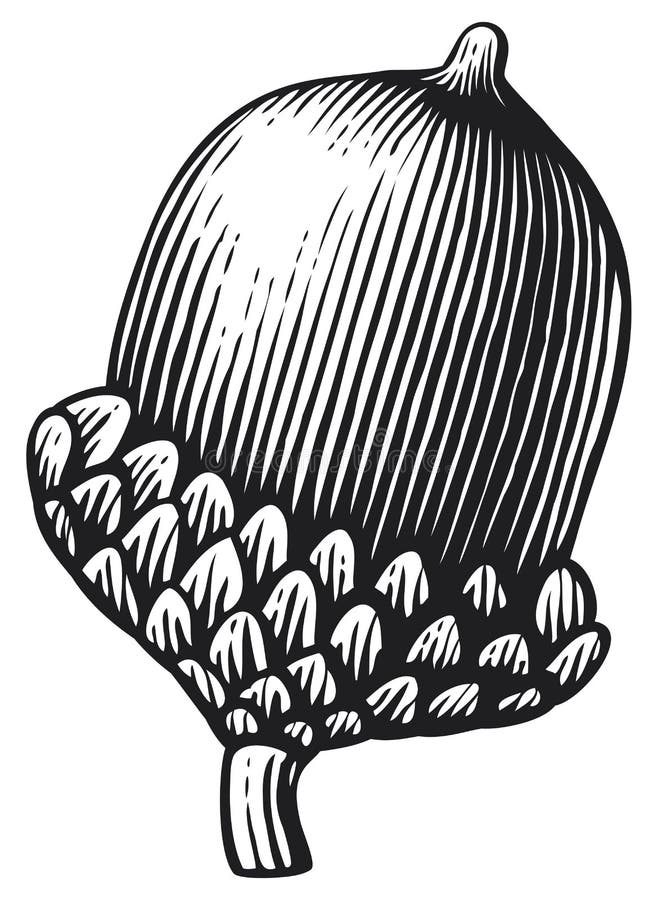 Acorn stock illustration