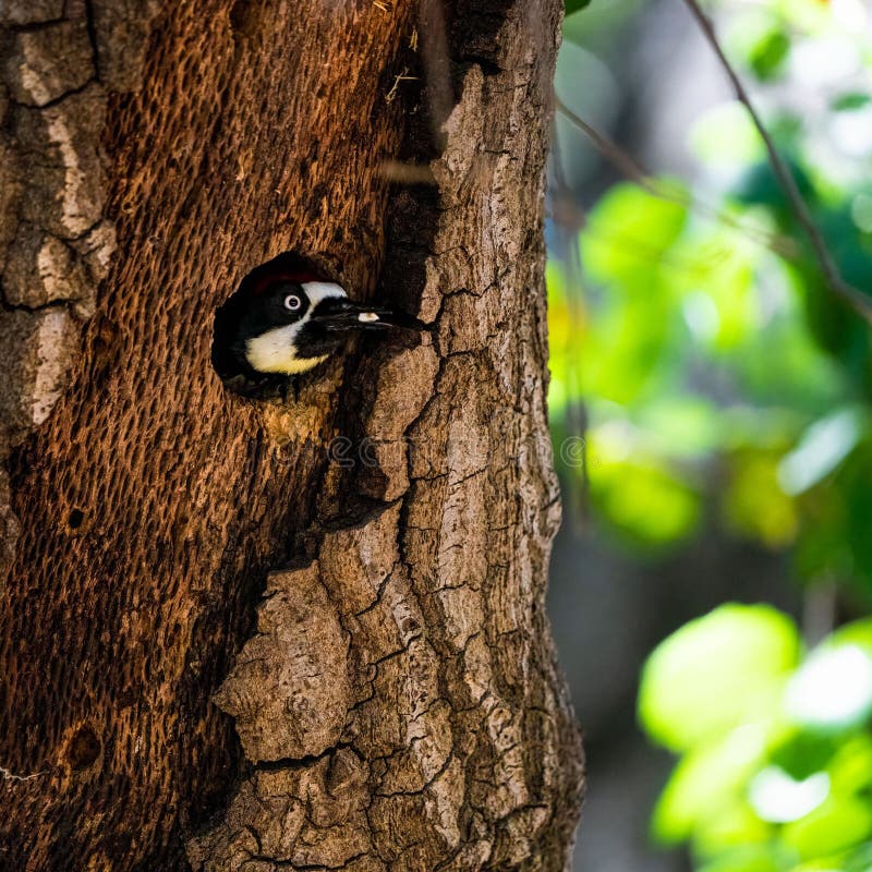 Acorn Woodpecker Pokes Its Head Out of a Nest in a Tree Stock Image