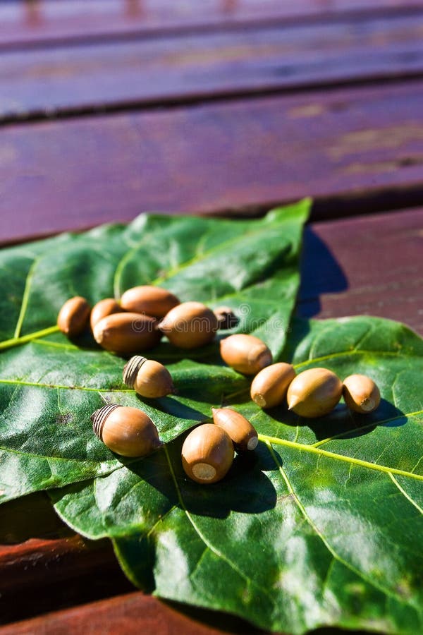 acorns stock price acorns stock price
