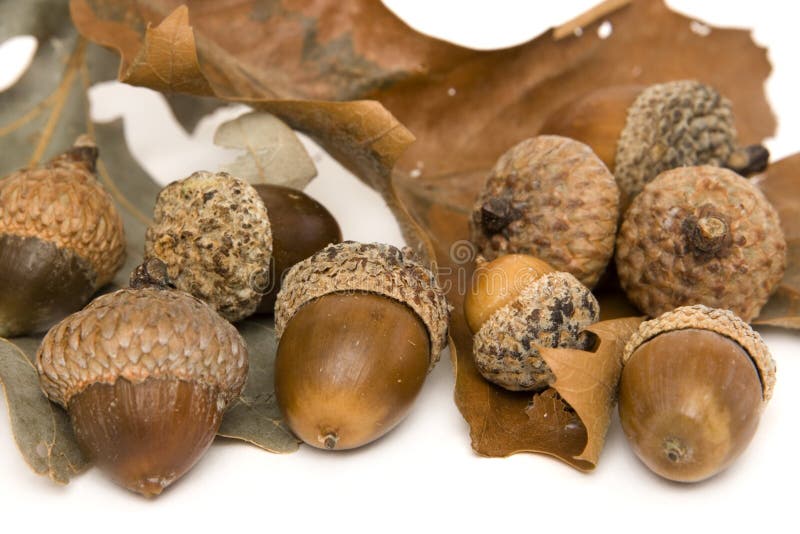 Acorns