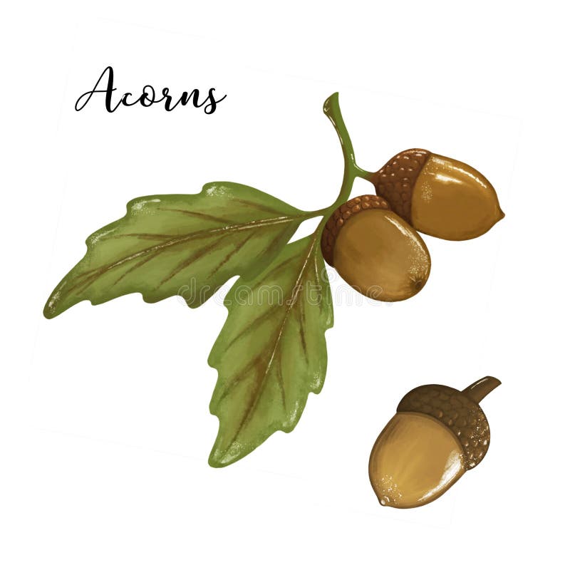 Acorn Stock Illustrations – 44,335 Acorn Stock Illustrations, Vectors &  Clipart - Dreamstime