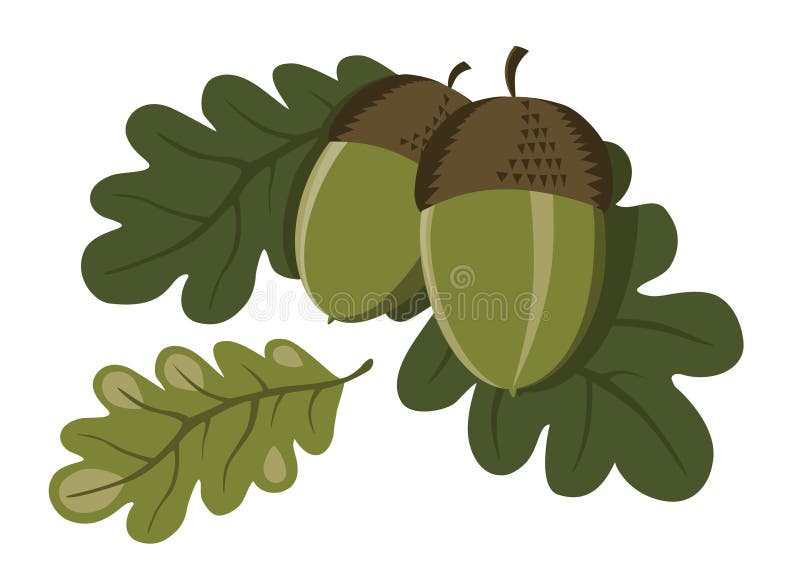 Acorns and leaves