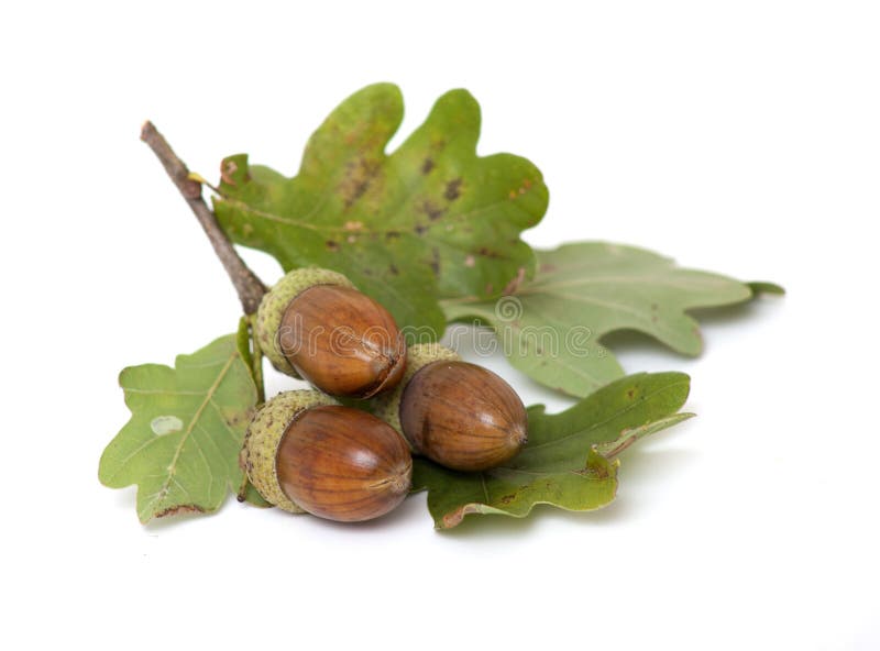 Acorns with oak leafs