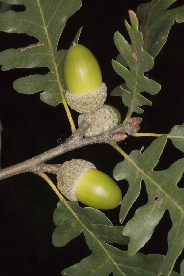 Acorns oak leaves