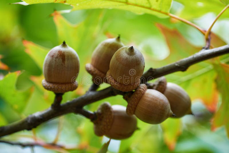 Acorns from an Oak tree stock image. Image of space, acorn 3138127