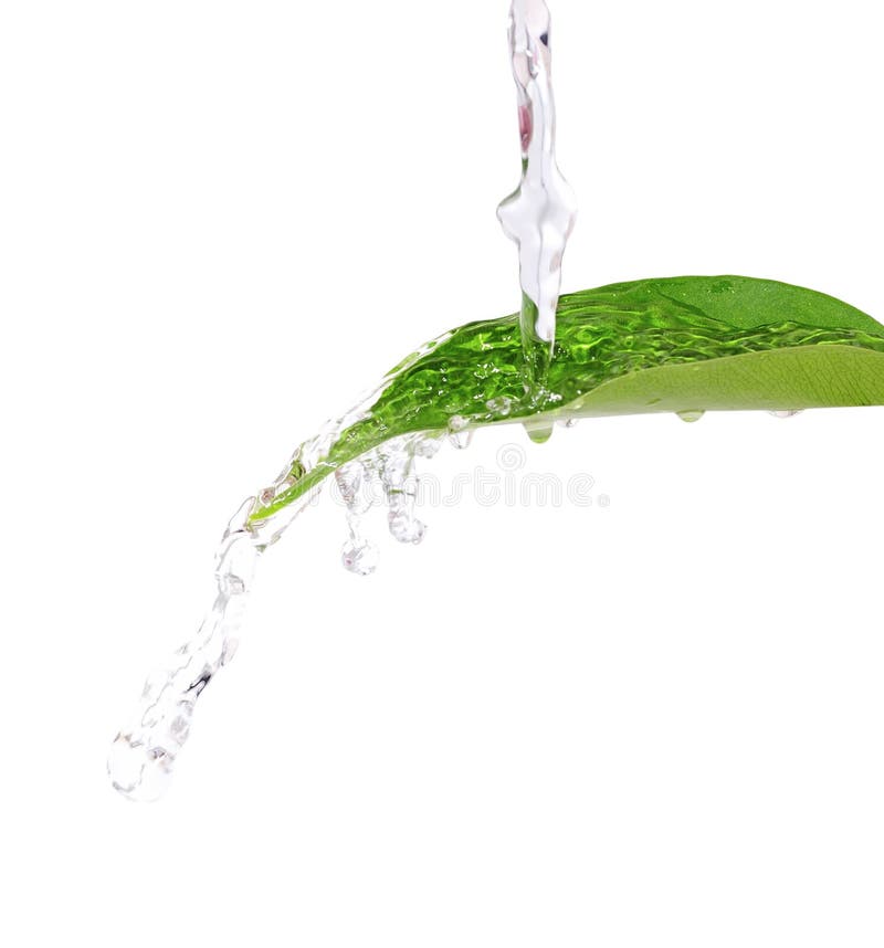 Acqua corrente sul foglio verde fresco. fotografia stock Acqua corrente sul foglio verde fresco. fotografia stock