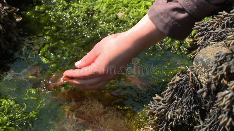 Acqua Di Acchiappa A Mano