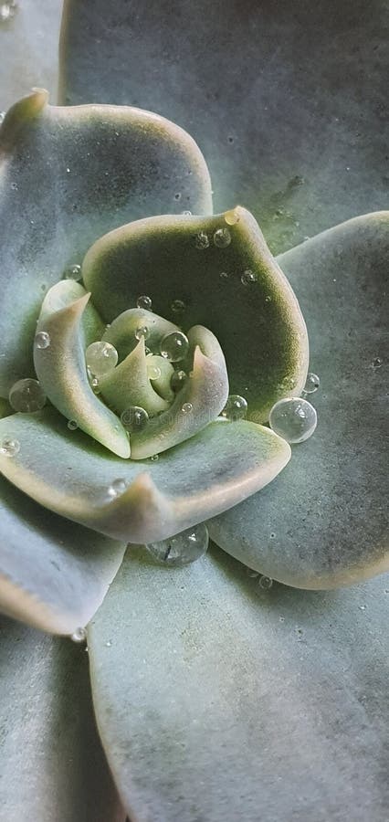 Acqua macrosucculenta immagini stock