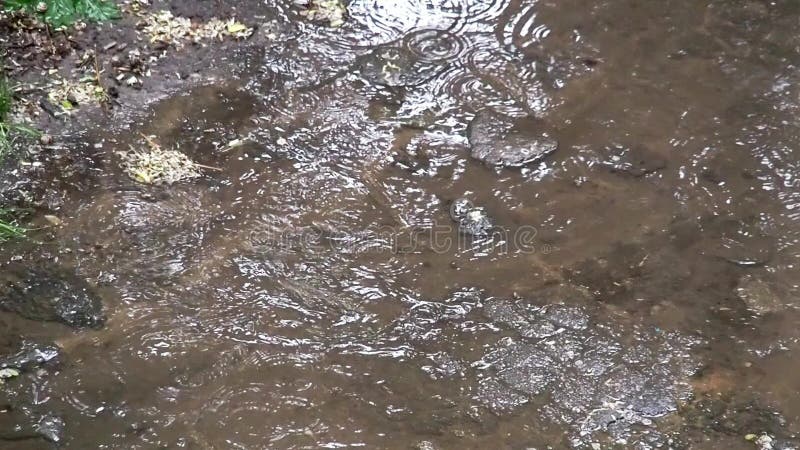 Acqua piovana che si increspa durante la pioggia di estate Fondo della natura di Brown, colpo vicino Sbobba in giardino, paesaggi