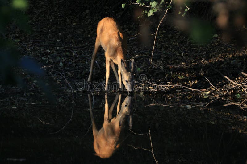 Acqua potabile dei caprioli in foresta (Capreolus) fotografia stock libera da diritti Acqua potabile dei caprioli in foresta (Capreolus) fotografia stock libera da diritti