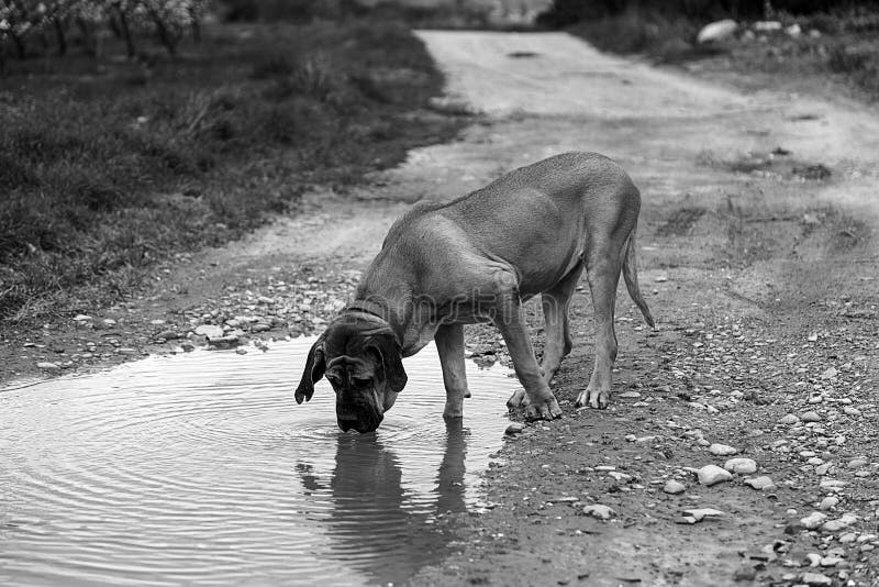 Acqua potabile del cane del segugio immagini stock libere da diritti Acqua potabile del cane del segugio immagini stock libere da diritti