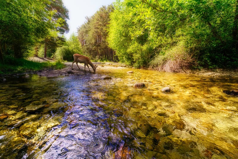 Acqua potabile di cervi proveniente da un fiume di montagna con colori dorati