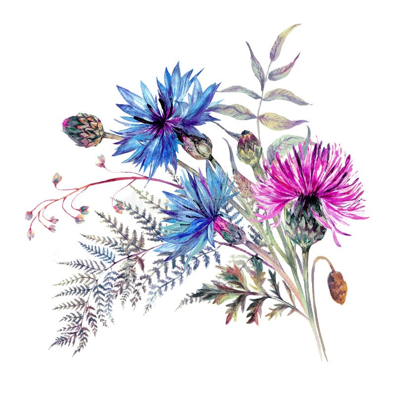 Acquarello di fiori selvatici in stile vintage royalty illustrazione gratis